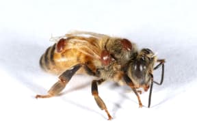 a picture of a honeybee parasitised by varroa mites