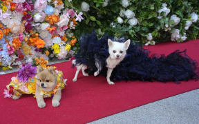 Dogs attend the Pet Gala fashion show at AKC Museum of The Dog on Monday 20 May, 2024, in New York.