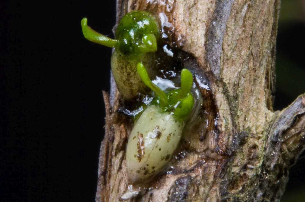 Two green mistletoe seeds sprout their first leaves. A dry summer could spell death.