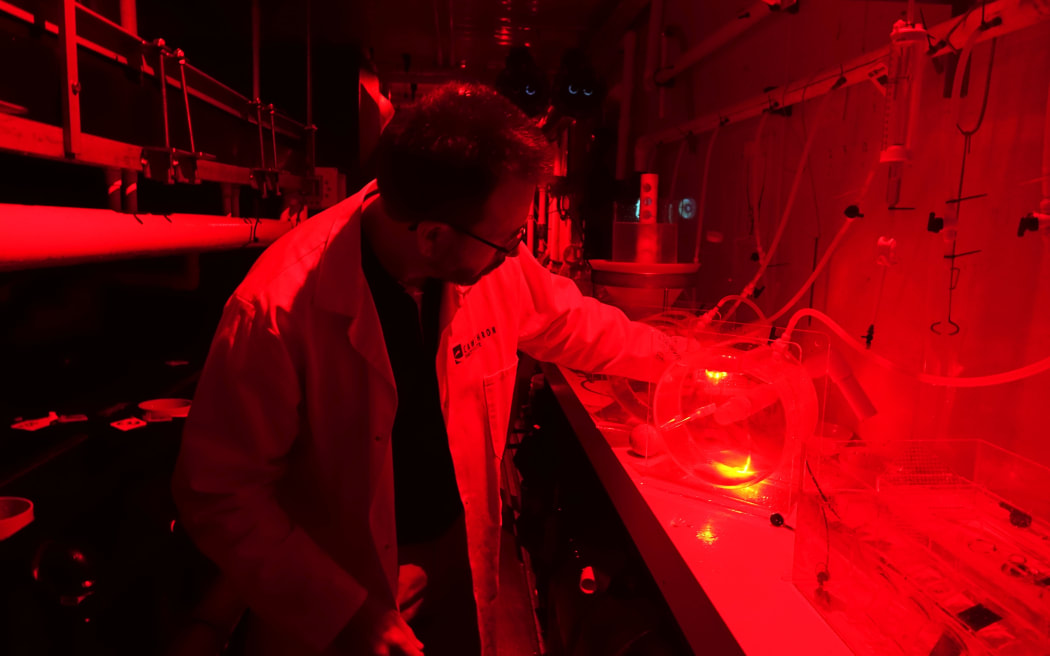 Camilla’s creator Kevin Heasman in the hatchery where the scampi are being nurtured in specially created tanks.