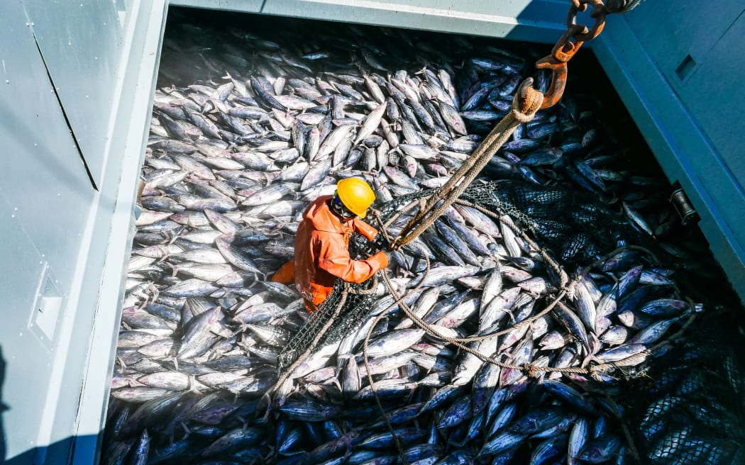 Frozen skipjack tuna being loaded onto a carrier vessel in the Federated States of Micronesia.