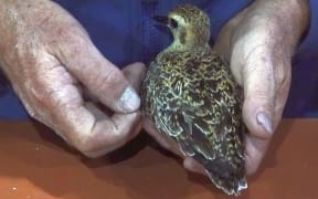 Kuriri bird named Amanda who had a satellite tag lands in Japan