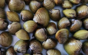 The spectre of freshwater gold clams looms over Northland's Lake Taharoa as the busy summer tourist season looms. The clams are New Zealand's first invasive freshwater pest shellfish.