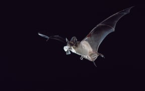 This free-tailed bat is eating a corn earworm moth, a billion-dollar pest in the U.S. Such bats, worldwide are worth billions of dollars annually in crop protection, including everything from cotton to rice, chocolate, sugarcane and macadamia nuts.