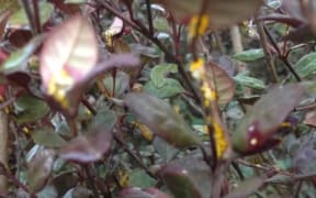 An example of myrtle rust discovered in the Wellington region.