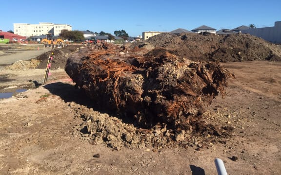 Construction workers in west Auckland have unearthed a treasure trove of rare and valuable swamp kauri