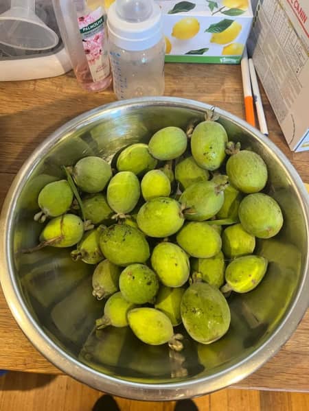 Some feijoas found in Melbourne by Bec Lister.