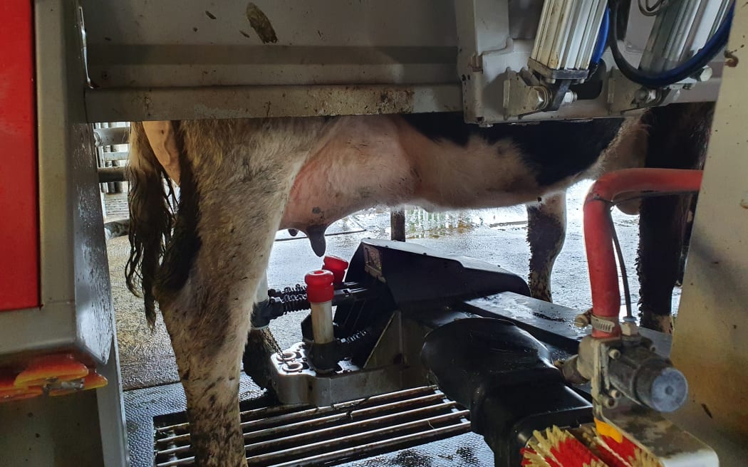 The Gemmells have three robots which milk 24/7