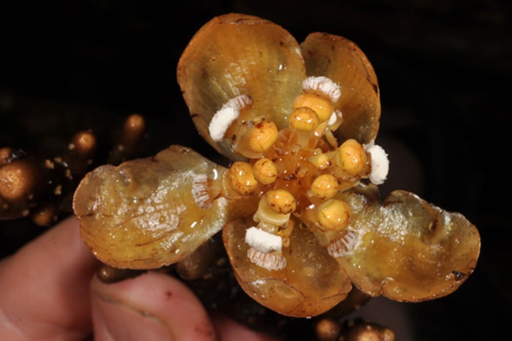 The coral plant -  Balanophora coralliformis - was discovered in the Philippines.