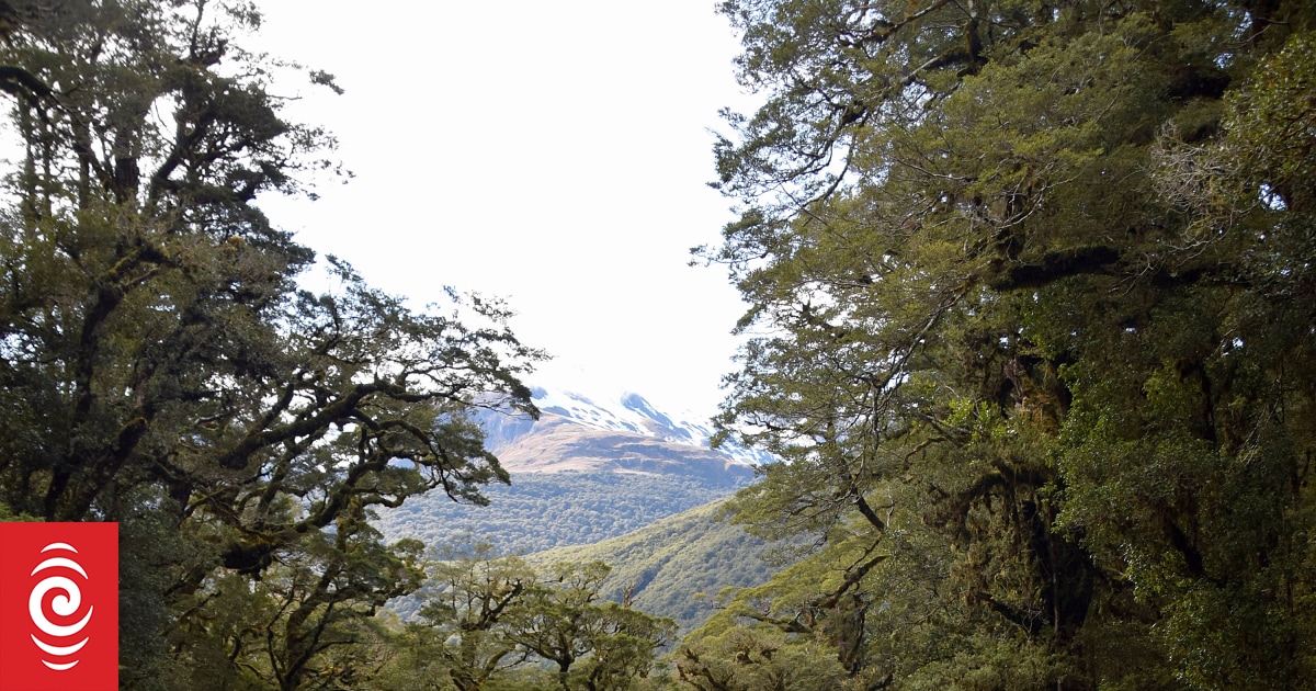 Search under way as young person swept away by Fiordland's Hollyford River - Vimarsana News