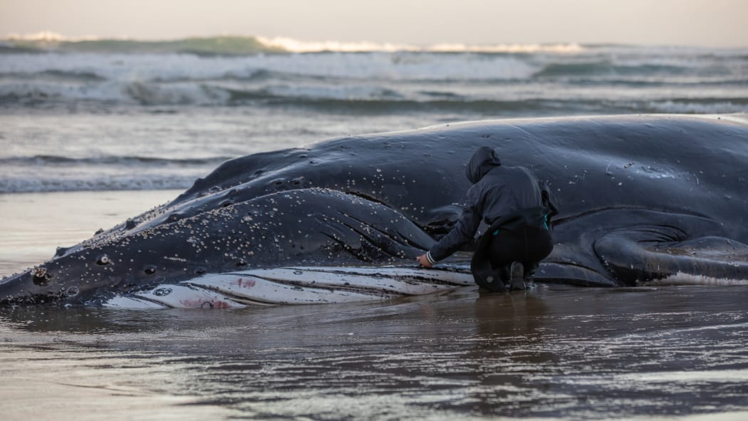 Attempts to rescue the whale after two days of being stranded at Ripiro Beach have failed.
