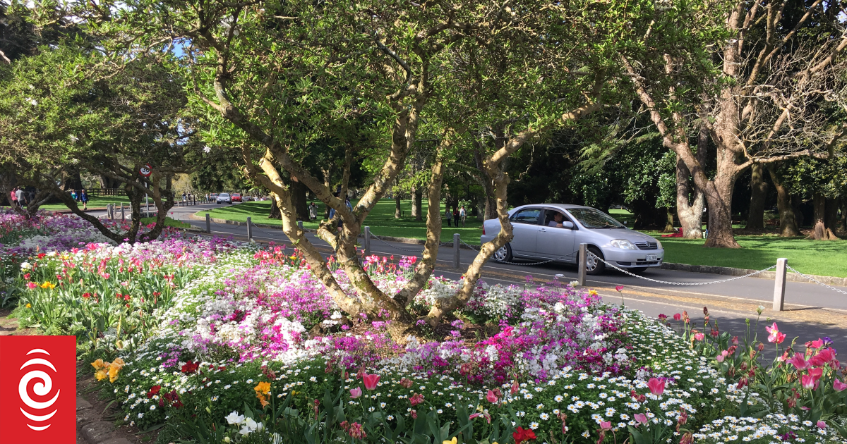 Auckland's Cornwall Park to close after strong wind warning