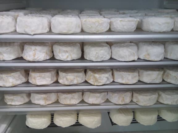 cheese