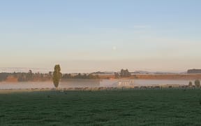 Dairy cows after morning milking in Wairarapa