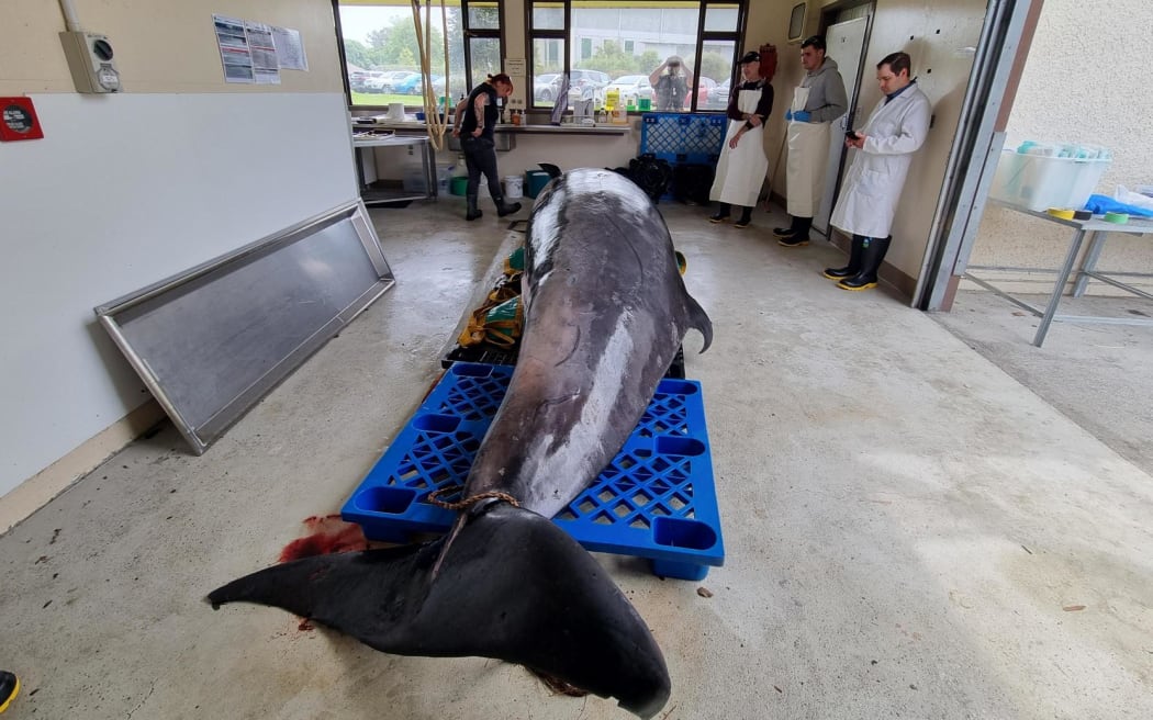 It's only the seventh time a spade-toothed whale has been documented worldwide, and the first time a complete specimen has been recovered in good condition for examination.