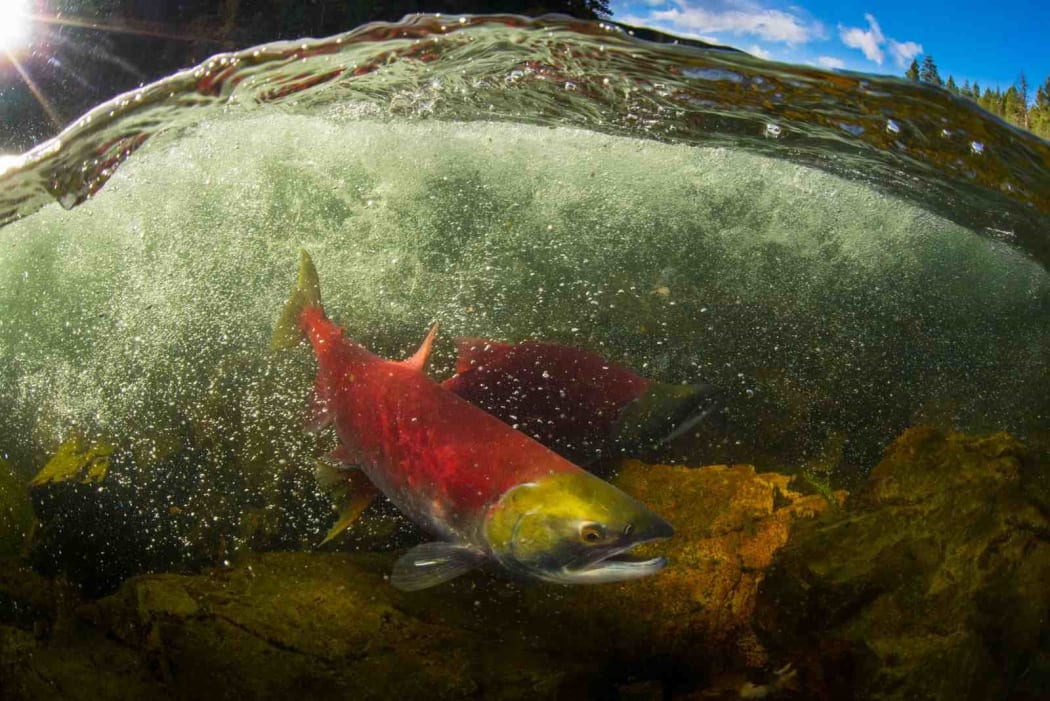 Sockeye salmon