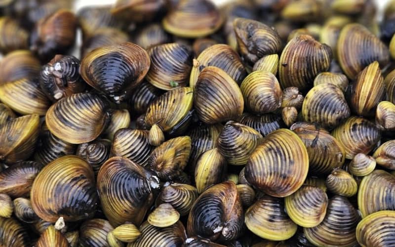 Lake Rotomanu closed to motorised boats after discovery of invasive ...