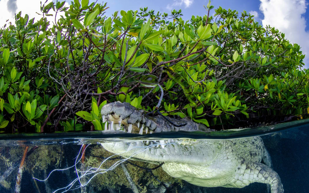 An image from the Mangrove Photography Awards, run by the Mangrove Action Project.