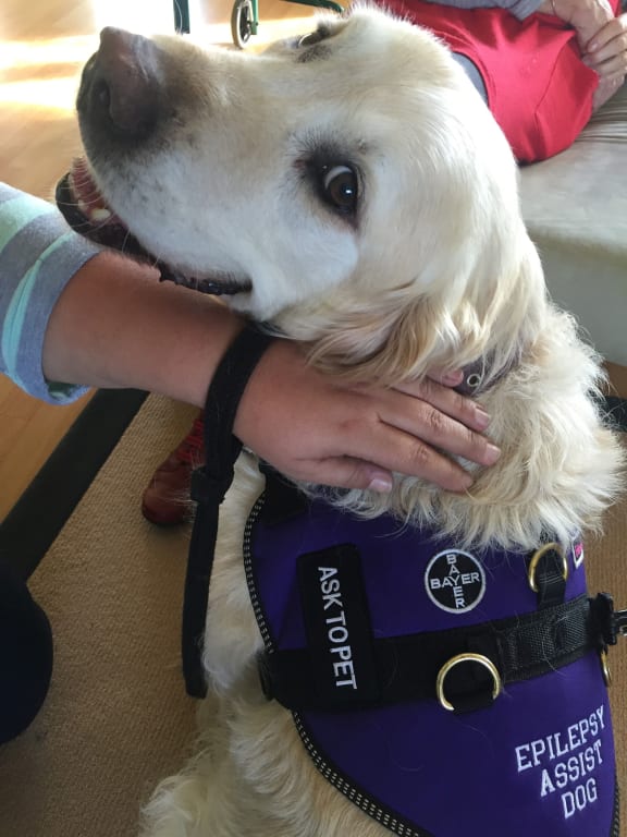 Epilepsy service dog vest online