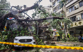 This picture taken and released by Taiwan’s Central News Agency (CNA) on October 31, 2024 shows a car under an uprooted tree at New Taipei City, as Super Typhoon Kong-rey neared the coast in Taitung. - Super Typhoon Kong-rey made landfall in Taiwan on October 31, the state weather forecaster said, as one of the most powerful storms to hit the island in years unleashed fierce winds and torrential rain. (Photo by CNA / AFP) / China OUT - Taiwan OUT - Macau OUT / CHINA OUT - TAIWAN OUT - MACAU OUT / HONG KONG OUT RESTRICTED TO EDITORIAL USE