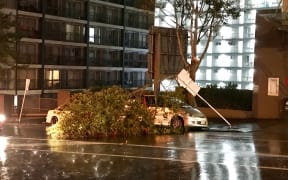 A tree fallen over a car on Cook St, outside the RNZ office, after a major storm overnight.