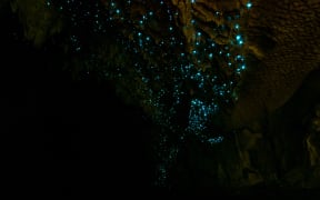 Glow worms in caves.