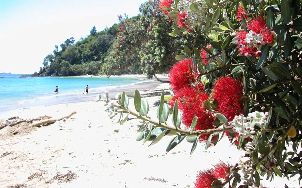 The pohutukawa tree (Metrosideros excelsa) with its crimson flower has become an established part of the New Zealand Christmas tradition.