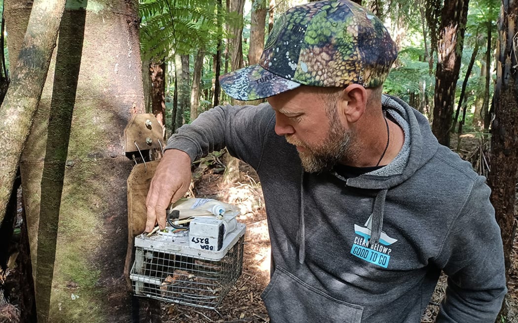 Brad Windust of Bay Bush Action checks an automatic resetting trap in Opua State Forest.