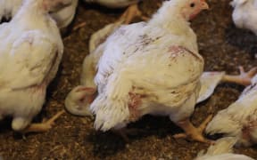 New footage has emerged of dead and deformed chickens at one of Tegel's chicken farms.