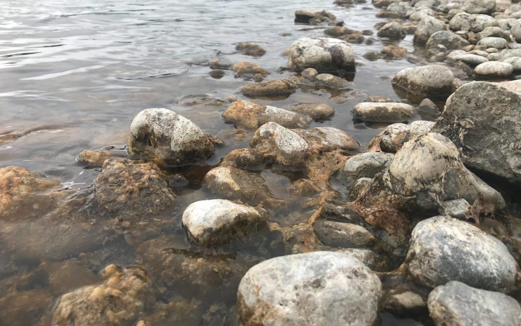 High levels of toxic algae have been detected in Wairarapa and Hutt Valley rivers.