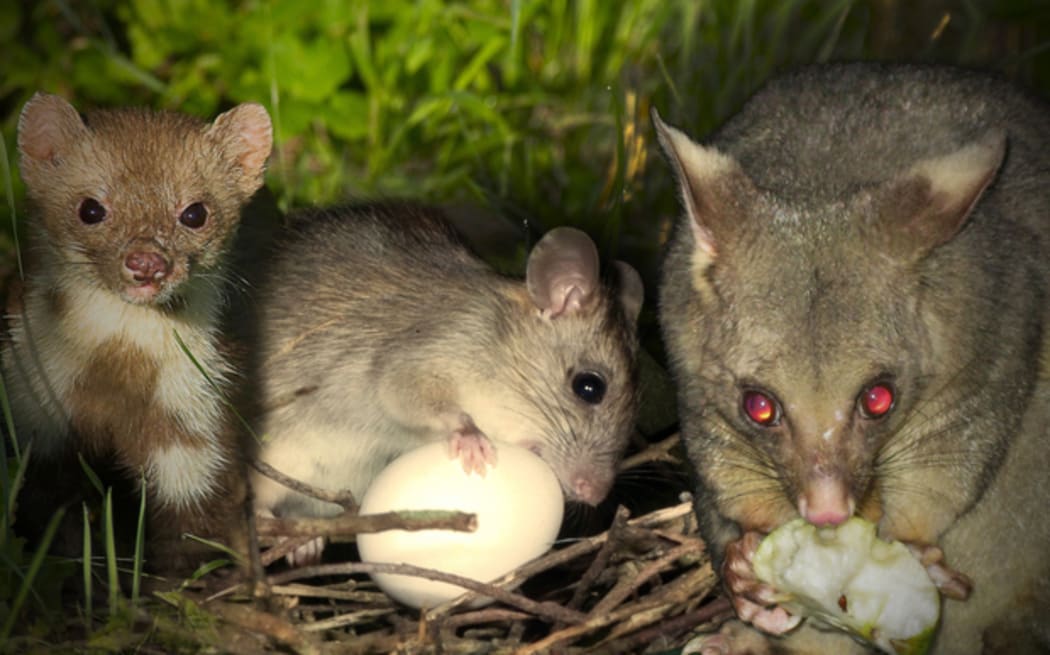 A photo of Predator Free 2050's target pests: a stoat, a rat about to break into an egg and and a possum.