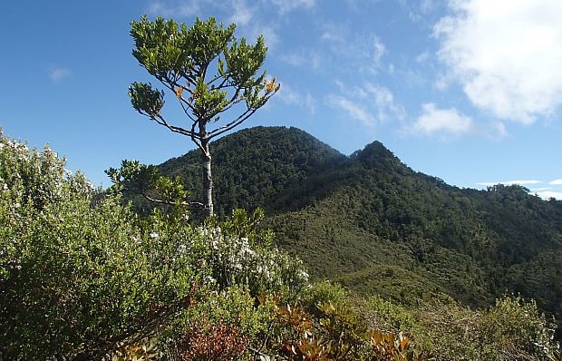 The largest colony of black petrels, numbering about 2500 breeding pairs, is found on the high forested slopes of Great Barrier Island's highest point, Hirakimata/Mount Hobson
