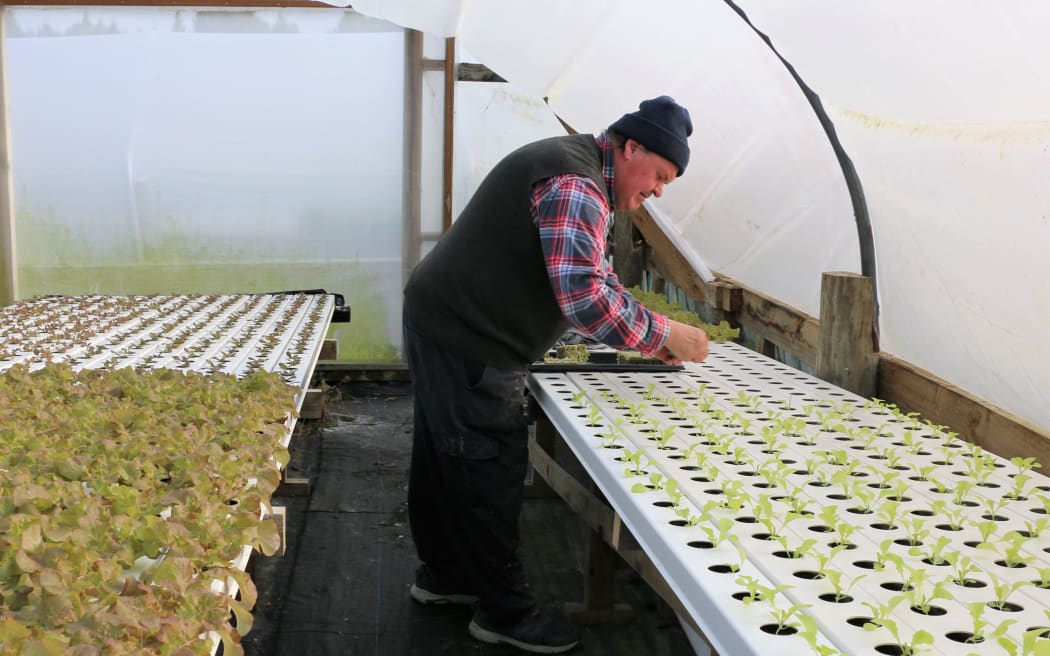 The lettuce man