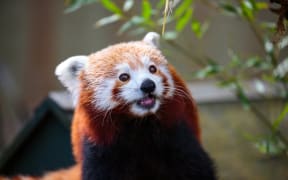Red panda at Auckland Zoo.