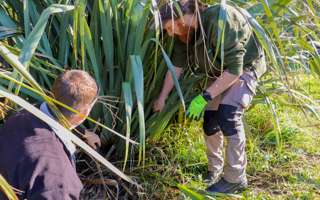 Kāpiti Coast District Council environment team leader Andy McKay (right) says following tikanga to care for harakeke has made for healthier plants.