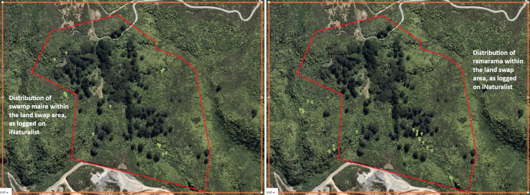 Map of the distribution of swamp maire (left) and ramarama (right) within the area the quarry wants to take on, logged by observers on the app iNaturalist.