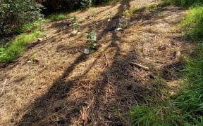 Native trees planted in a sacred archaeological site.