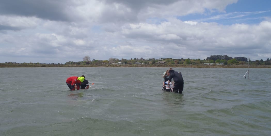 Experiments in the Tipping Point project start at low tide - and continue as the tide comes in.