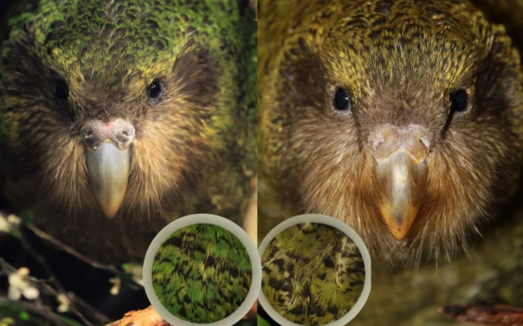 Kākāpo come in one of two colours - green or olive - in roughly equal numbers.