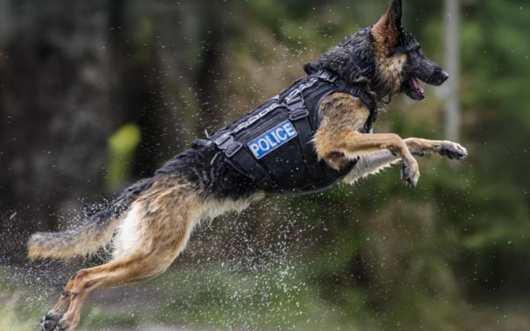 Police dog Teo in full flight. This award-winning photo by Senior Constable Alex Stammers was chosen as the cover shot for the 2026 Police Dog Trust calendar.