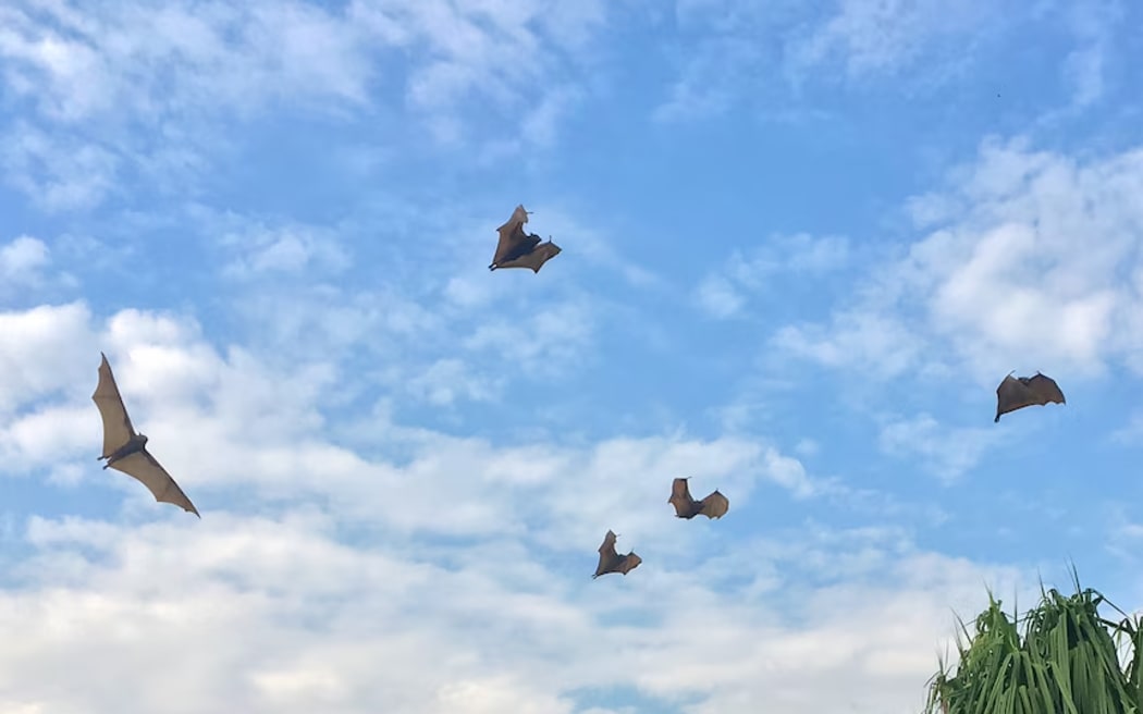 Little red flying-foxes fly over the Ord River in Kununurra.