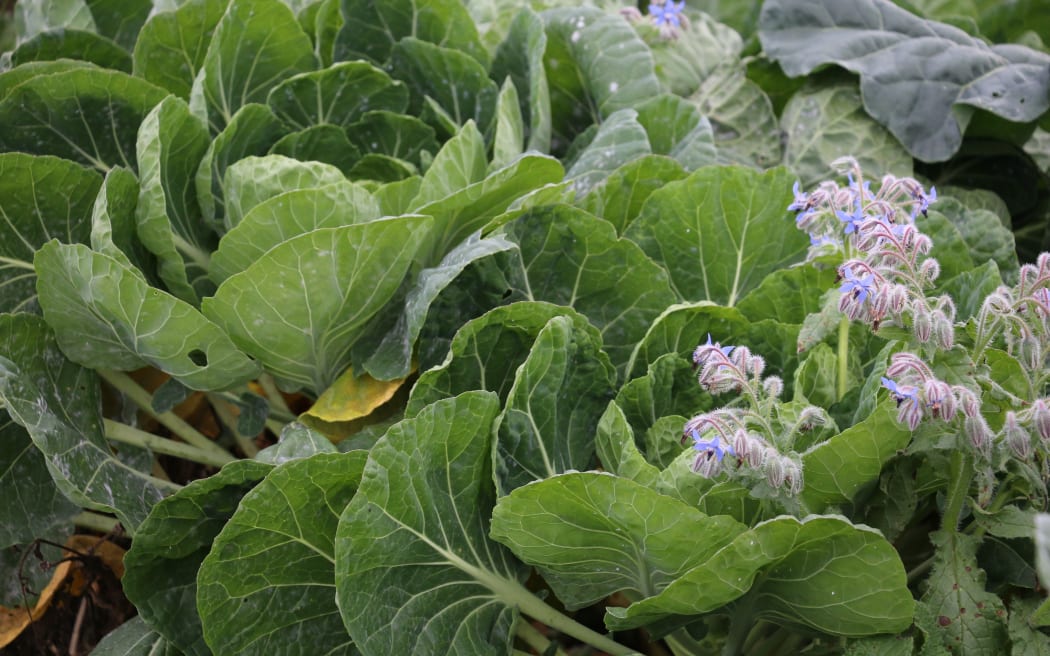 Kaiapoi Community Garden