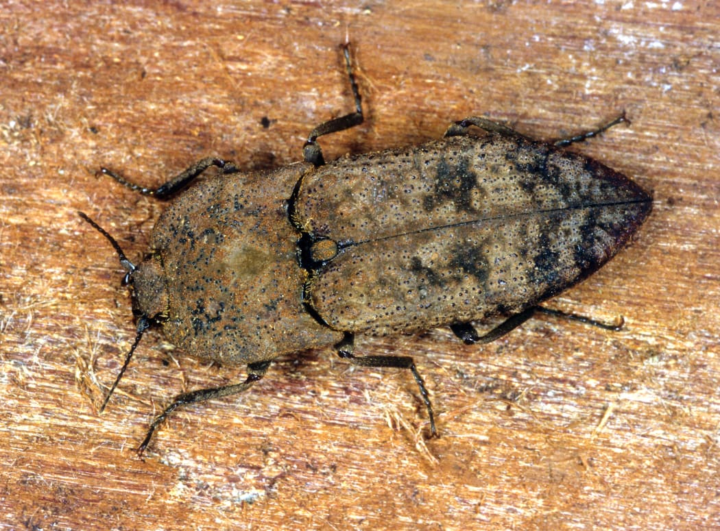 Amychus granulatus (Cook Strait Click Beetle)
