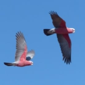 Photo for Galah