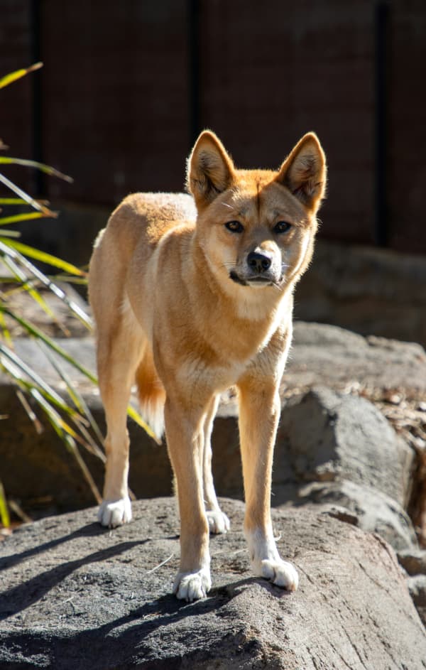 A young dingo looks at the camera.