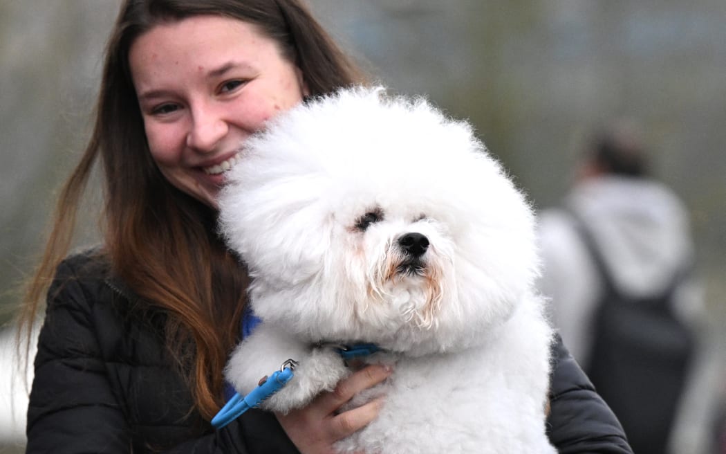 A dog arrives on the first day of the Crufts dog show at the National Exhibition Centre in Birmingham, central England, on March 7, 2024. (Photo by Oli SCARFF / AFP)