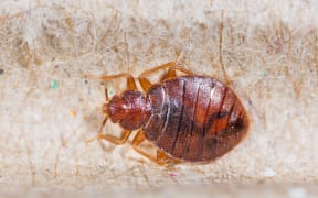 Bed bugs are now believed to have evolved 100 million years ago.
