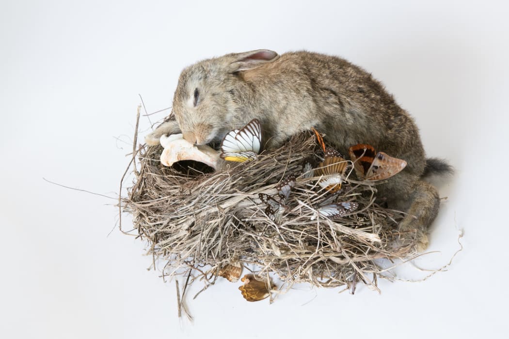 The taxidermy art of Antoinette Ratcliffe featured in the Art Of Death exhibition at Highwic in Epsom.