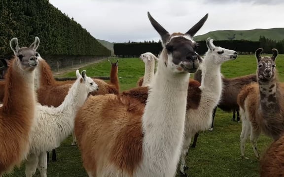 ¿Cómo se llama?