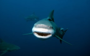 Bull shark, Carcharhinus leucas, Carcharhinidae, Mozambique, Indian Ocean.